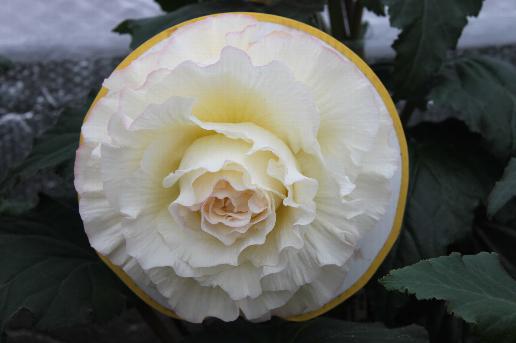 B. ‘Lindsay Smith’